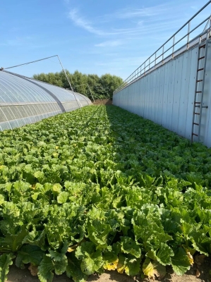 赤峰附近種菜基地電話號碼多少-第1張圖片