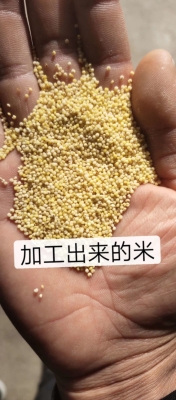 赤峰谷子加工廠聯(lián)系電話-第1張圖片