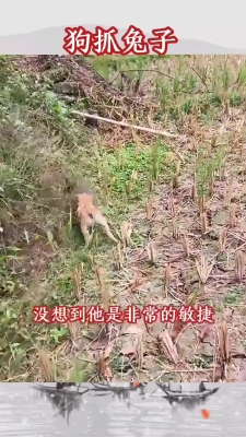 赤峰抓狗大隊電話號碼查詢是多少-第1張圖片