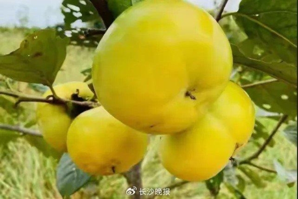 赤峰木森水果采摘電話號碼查詢-第1張圖片