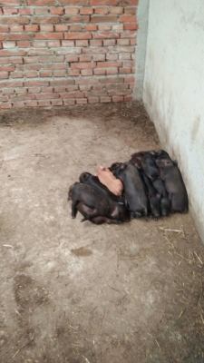 赤峰豬場-第1張圖片