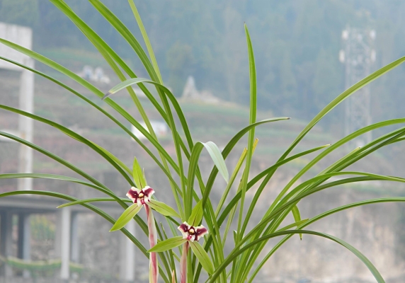 赤峰市蘭花膜廠地址電話號碼-第1張圖片