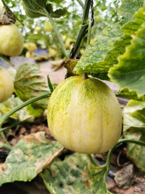 赤峰浩森采摘園電話號碼查詢-第1張圖片