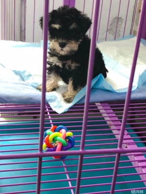 寵物店赤峰團(tuán)購(gòu)電話地址查詢-第1張圖片