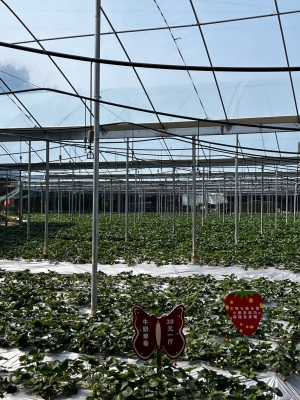 赤峰市采摘園-第1張圖片