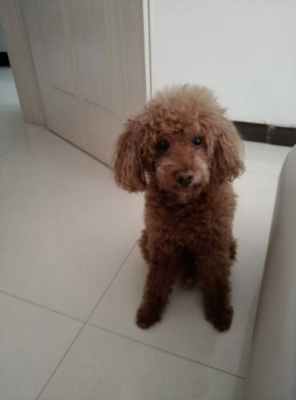 赤峰泰迪出售信息網(wǎng)電話號(hào)碼-第1張圖片