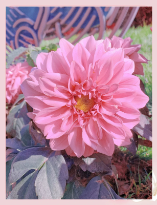 赤峰市花-第1張圖片