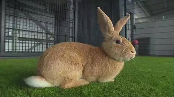 赤峰市區(qū)附近養(yǎng)兔子場(chǎng)電話(huà)號(hào)碼-第1張圖片