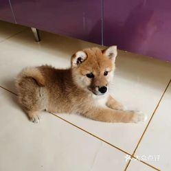 赤峰寵物犬舍電話地址號(hào)碼查詢-第1張圖片