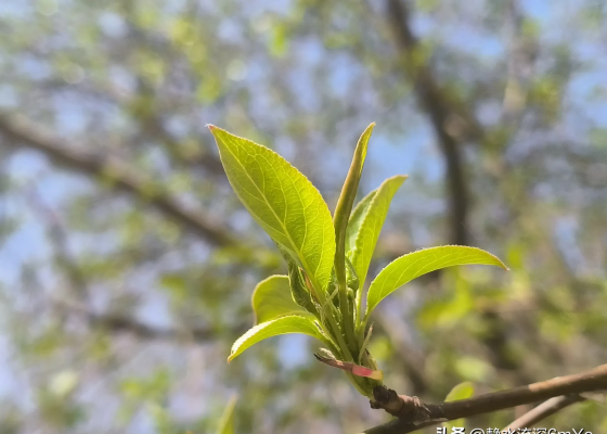 赤峰寧城美容院電話號碼多少-第1張圖片