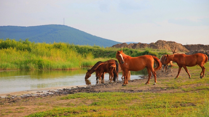 赤峰軍馬場(chǎng)拼車電話號(hào)碼查詢-第1張圖片
