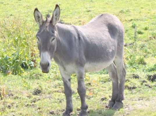 赤峰市批發(fā)驢腸電話地址查詢-第1張圖片