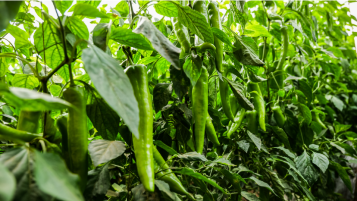 赤峰市蔬菜店電話多少號(hào)-第1張圖片