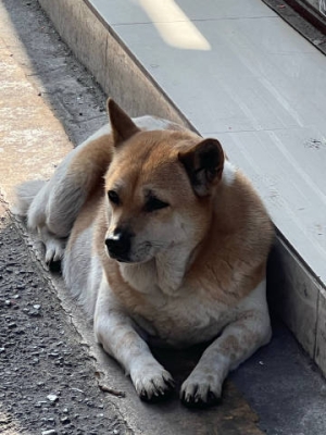 赤峰芭莎狗狗養(yǎng)殖基地電話號碼-第1張圖片