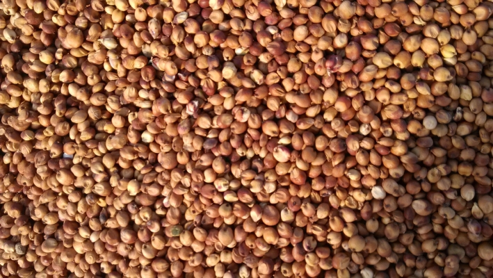 赤峰市敖漢旗養(yǎng)雞場(chǎng)電話號(hào)碼-第1張圖片