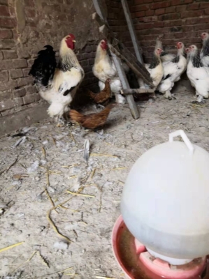 赤峰梵天雞養(yǎng)殖基地電話號(hào)碼-第1張圖片