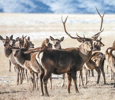 赤峰德林大藥房電話號碼查詢-第1張圖片