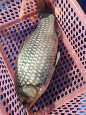 赤峰賣黑魚苗的電話號(hào)碼是多少-第1張圖片