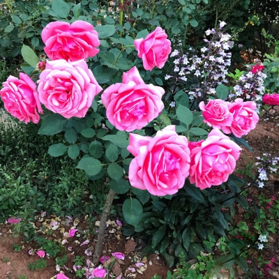 赤峰月季花樹苗批發(fā)電話地址-第1張圖片