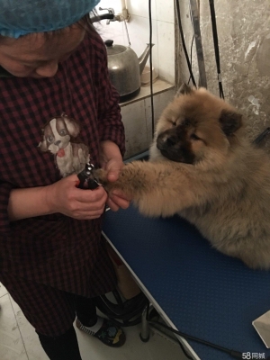 赤峰寵物病狗醫(yī)院電話多少號(hào)-第1張圖片