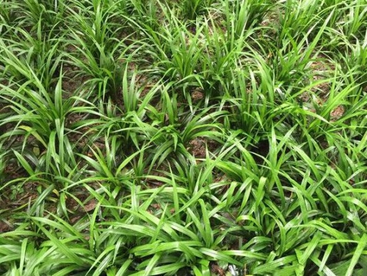 內(nèi)蒙赤峰苗豆種植基地電話號碼-第1張圖片