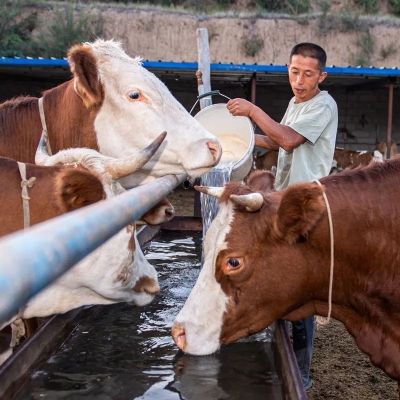 赤峰賣活大鵝電話地址查詢-第1張圖片