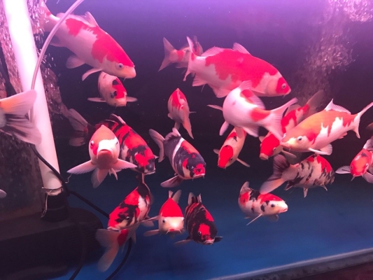 赤峰錦鯉養(yǎng)殖廠電話號碼查詢-第1張圖片