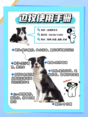 赤峰市邊牧幼犬出售電話號(hào)碼-第1張圖片