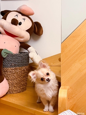 赤峰夢幻寵物店電話多少號(hào)-第1張圖片