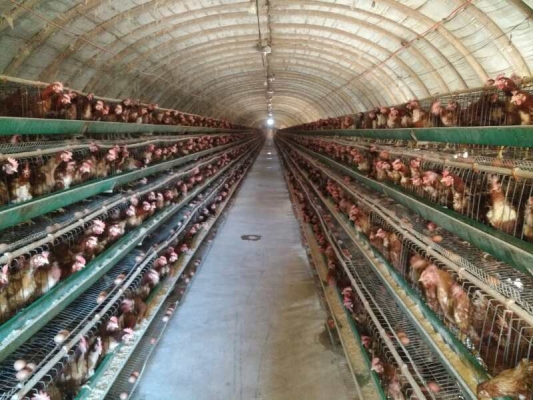 赤峰龍耀有限責(zé)任公司電話號碼-第1張圖片