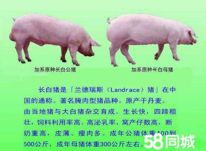 赤峰農(nóng)村收豬廠電話多少號-第1張圖片