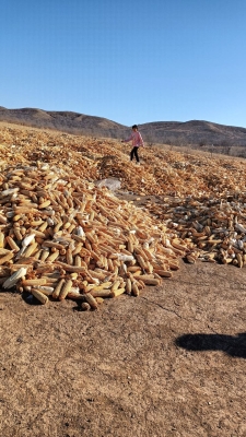 赤峰收購(gòu)全株玉米電話號(hào)碼是多少-第1張圖片