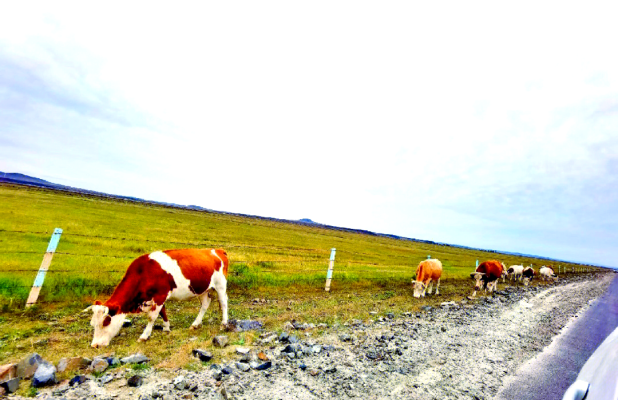 萊州到赤峰拼車電話號(hào)碼多少-第1張圖片