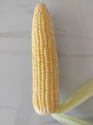 赤峰玉米供貨商電話號碼查詢-第1張圖片