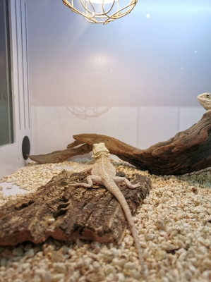 赤峰環(huán)球動(dòng)物園電話號(hào)碼多少-第1張圖片