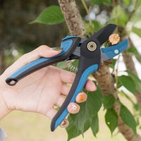 赤峰高桿檸檬樹買賣電話號碼-第1張圖片