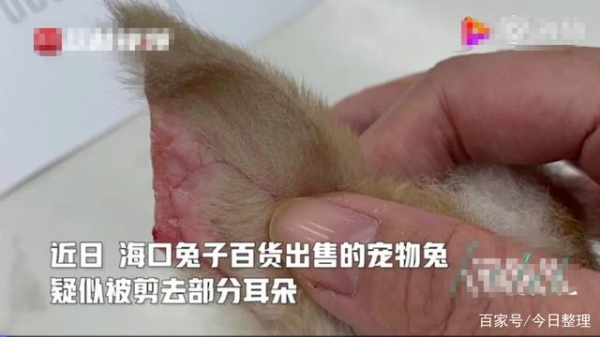 赤峰兔子寵物店電話號碼多少-第1張圖片