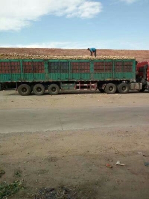 赤峰咸蘿卜廠家電話多少號-第1張圖片