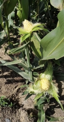 赤峰黑塑料袋批發(fā)電話號(hào)碼-第1張圖片