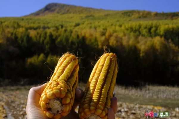 赤峰收購皂角樹電話號碼多少-第1張圖片