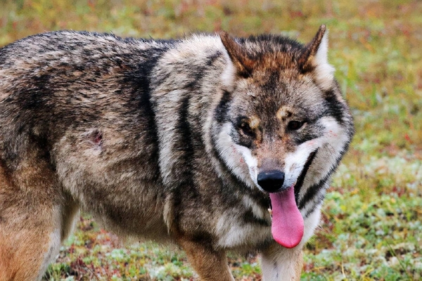 赤峰狼牙救援隊(duì)招聘電話號(hào)碼-第1張圖片