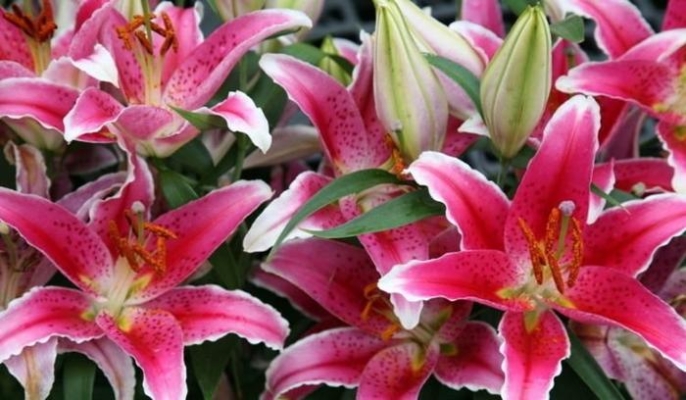 赤峰三道井子花海小院電話號(hào)碼-第1張圖片