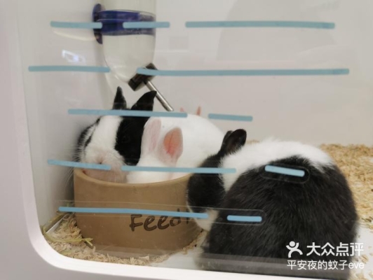 赤峰賣(mài)兔子的寵物店電話號(hào)碼-第1張圖片