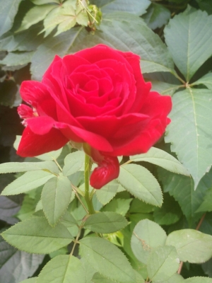 赤峰林西縣紅娘店電話號(hào)碼-第1張圖片