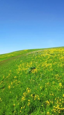 赤峰東蘇牛羊批發(fā)電話號(hào)碼-第1張圖片