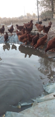 赤峰養(yǎng)蘭基地地址電話(huà)號(hào)碼查詢(xún)-第1張圖片