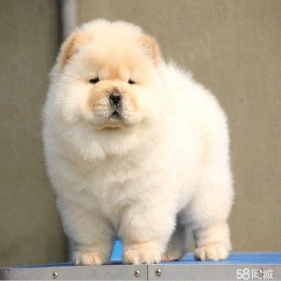 赤峰松獅狗狗售賣電話是多少號-第1張圖片