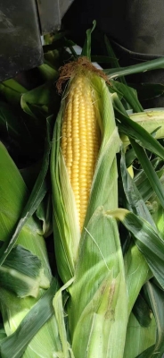 赤峰市批發(fā)王米花電話號(hào)碼-第1張圖片