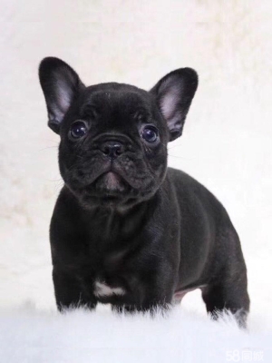 赤峰市薩摩耶專賣店電話號碼-第1張圖片