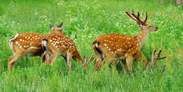 赤峰嘉誠養(yǎng)殖有限公司電話號碼-第1張圖片